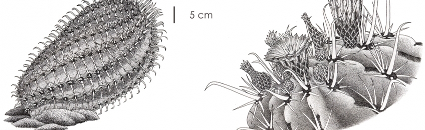 Ilustraciencia5: Exposición da 5ª edición do Premio Internacional de Ilustración Científica e Naturalista Ilustraciencia