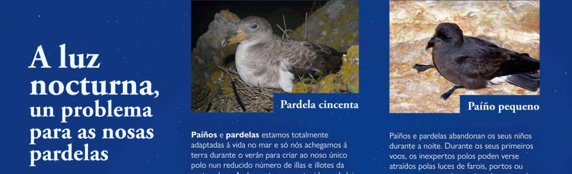 Cartaz Contaminación Lumínica e Aves Mariñas