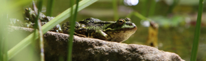Diálogos naturalistas: anfibios, reptiles y libros