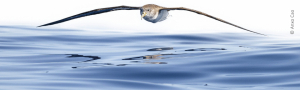 Curso de Iniciación á Fotografía de Natureza