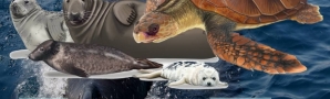 Xornadas de Formación: Asistencia e Estudo dos Réptiles e Mamíferos Mariños en Galicia CEIDA