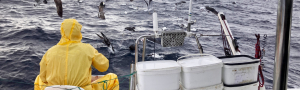 NORAVES II. Ecología trófica y mortalidad accidental de aves marinas en la ZEPA Corredor Migratorio Galaico-Cantábrico Occidental y su relación con la actividad y el recurso pesquero