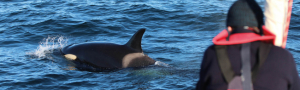 Taller Técnico sobre las Interacciones de las Orcas y los Veleres: Navegación y Seguridad