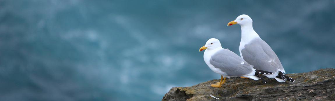 Diálogos naturalistas: gaviotas y libros