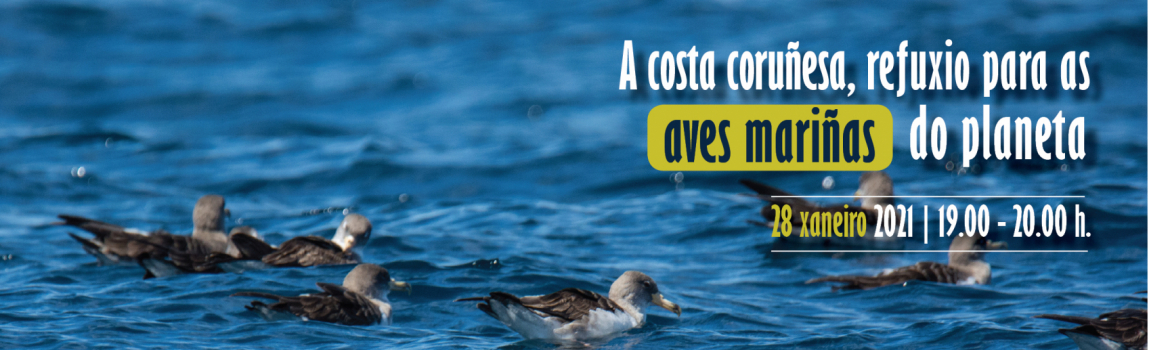 A costa coruñesa, refuxio para as aves mariñas do planeta