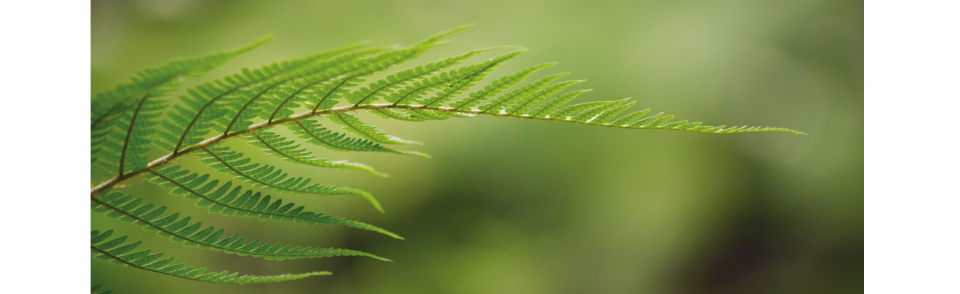 Conectando coa Natureza. Taller de fotografía