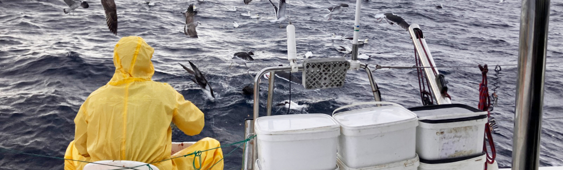 NORAVES II. Ecología trófica y mortalidad accidental de aves marinas en la ZEPA Corredor Migratorio Galaico-Cantábrico Occidental y su relación con la actividad y el recurso pesquero