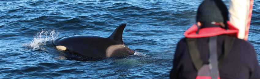 Taller Técnico sobre las Interacciones de las Orcas y los Veleres: Navegación y Seguridad